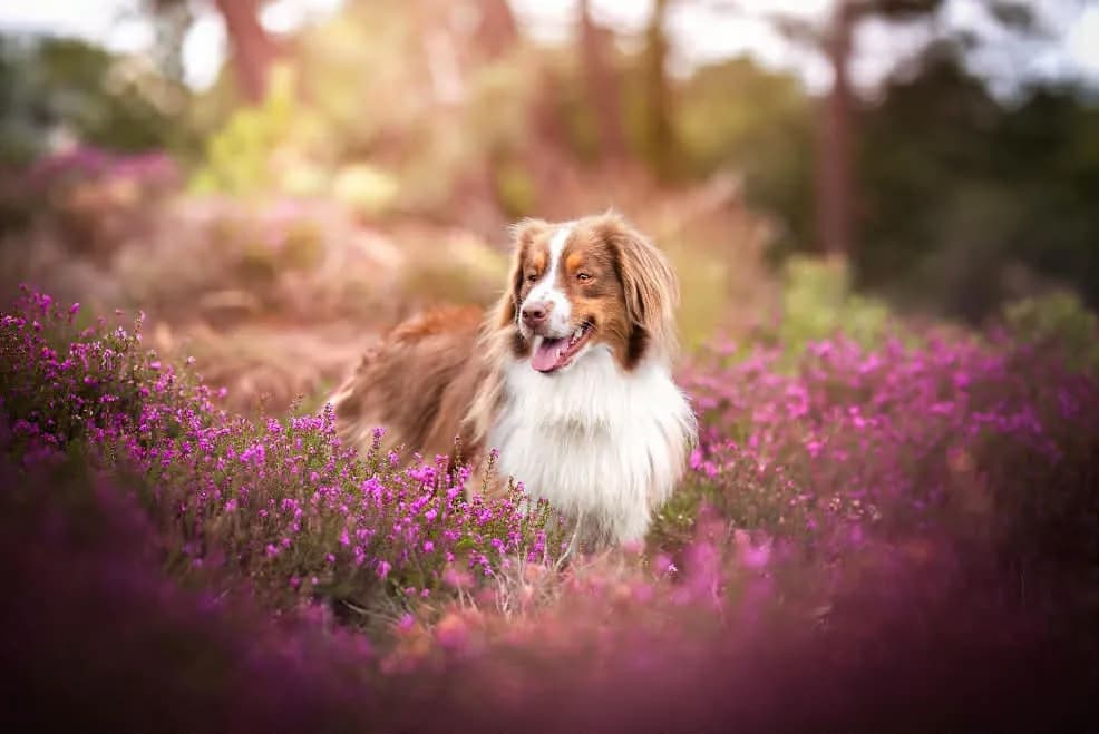 Chien client 7