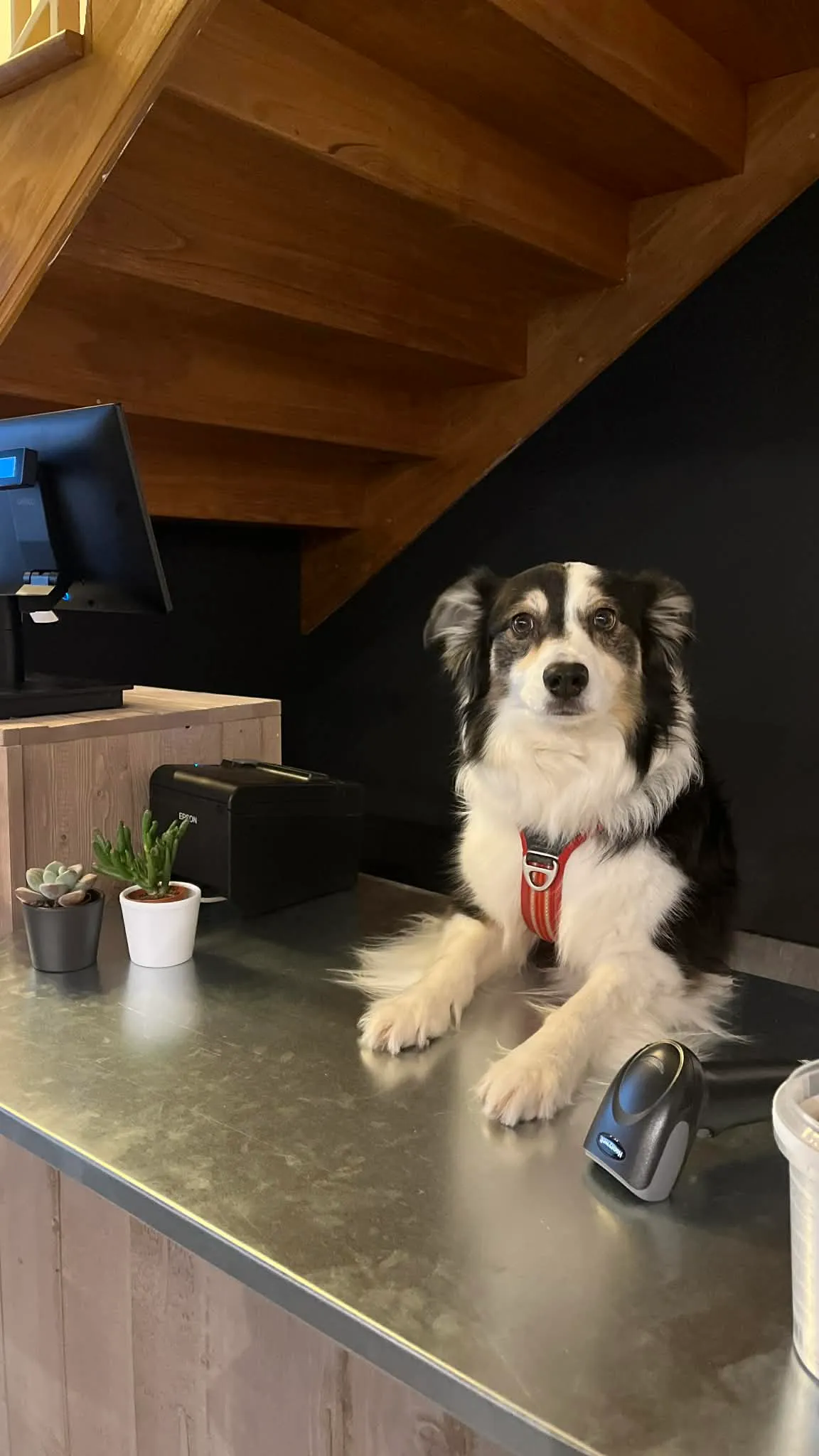 Chien client 2